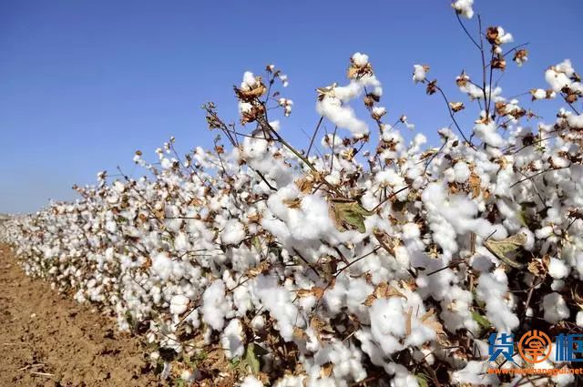 禁止口罩出口、大幅提升关税后，印度再次对中国“关闭”棉花市场